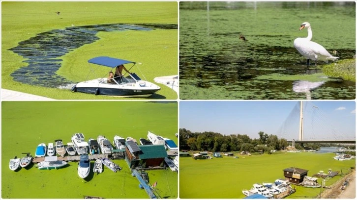 Sırbistan'da Sava Nehri alg patlaması sebebiyle renk değiştirdi