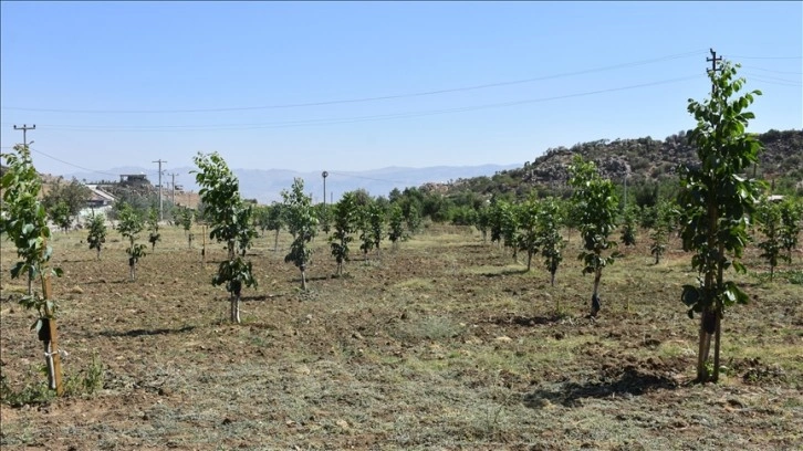 Şırnak'ta devlet desteğiyle aşılanan fıstık ve ceviz ağaçları üreticiye gelir olacak