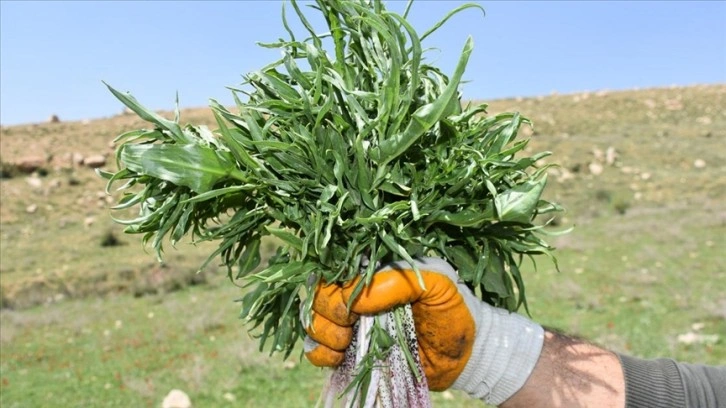 Şırnak'ta soğanı toprakta kalması şartıyla toplanan "yılan yastığı" ihraç ediliyor