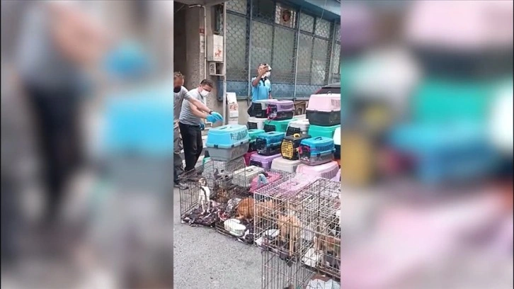 Şişli'de dükkanda 85 kediyi alıkoyan kişiye para cezası kesildi