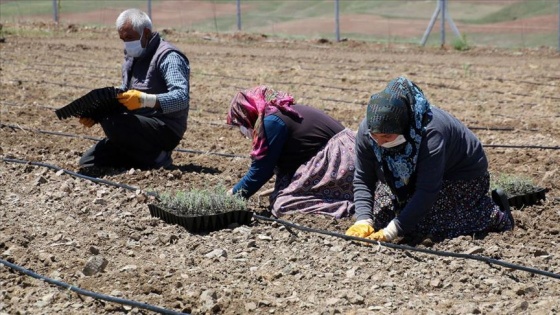 Sivas'ın kıraç topraklarında lavanta yetiştirilecek