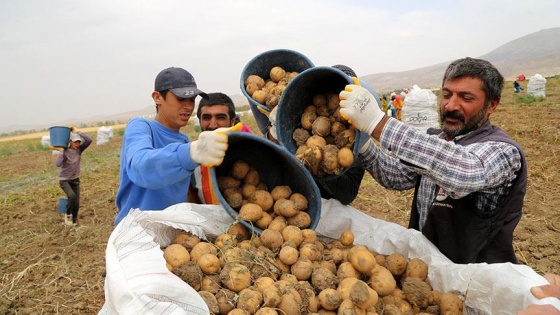 Sivas'ta 7 çeşit yerli patates üretildi