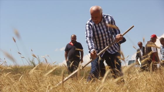 Sivas'ta 7 yıl önce metruk evde bulunan bir avuç ata tohumu buğdaydan 500 dönümde hasat yapıldı