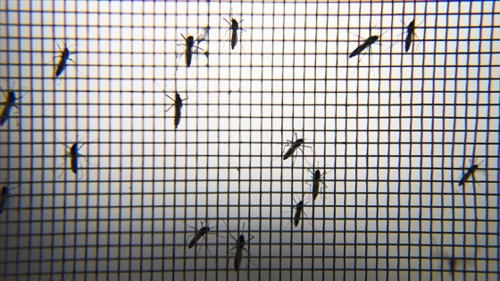 Sivrisinekleri sıtmadan koruyan 'mikrop' keşfedildi