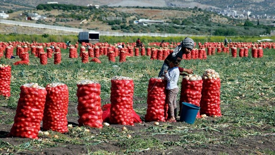 Soğan işçilerinin Ramazan'da zorlu mesaisi
