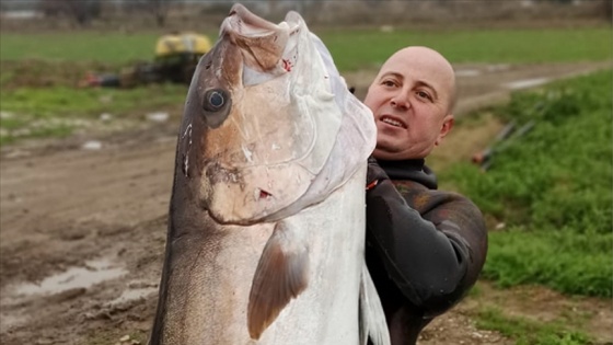 Soğuğa rağmen girdiği denizde zıpkınla dev akya avladı