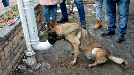 Sokak hayvanları için el ele verdiler