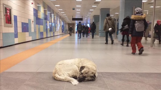 Sokak hayvanları metro istasyonlarına sığındı