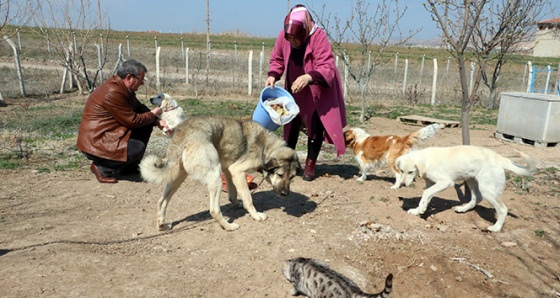 Sokak hayvanlarına aile şefkatiyle bakıyorlar