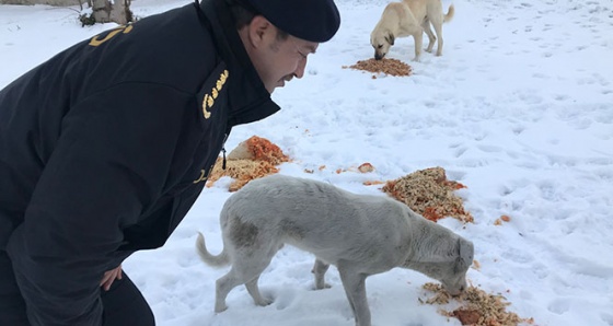 Sokak hayvanlarına polis merhameti