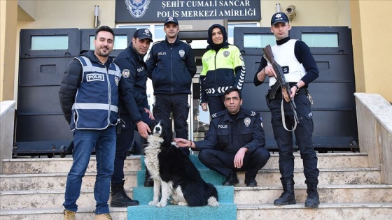 Sokak köpeği Max polislerin 'mesai arkadaşı' oldu