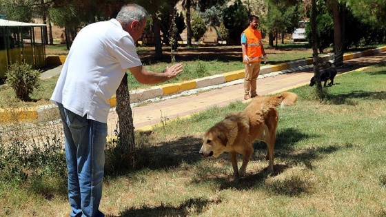 Sokak köpeği 'Moniş' şefkat eliyle hayata tutundu