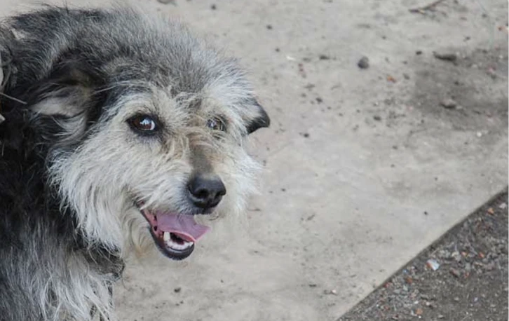 Sokak köpeği saldırıları!.. Ne yapmalı ne yapmamalı? -Dr. Orhan Yılmaz yazdı-