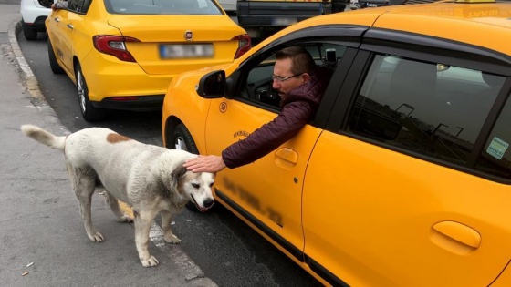 Sokak köpeğine şoför şefkati