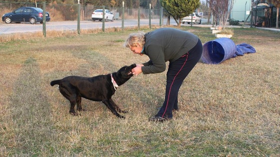 Sokak köpeğiydi 'kurtarıcı' oldu