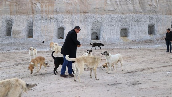 Sokak köpekleri için yamaca 'yuva' açtırdı