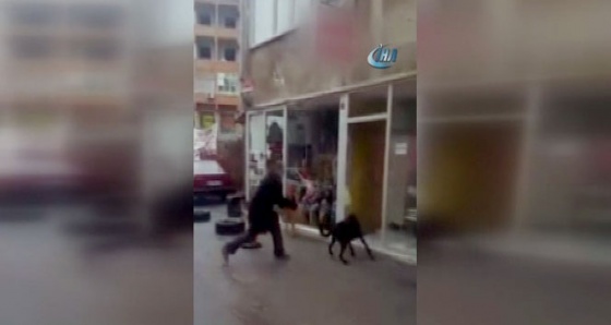 Sokak köpeklerine sopayla dayak kamerada