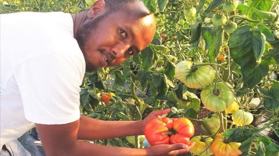 Somalili üniversite öğrencisi 1 kilo 130 gram ağırlığında domates yetiştirdi