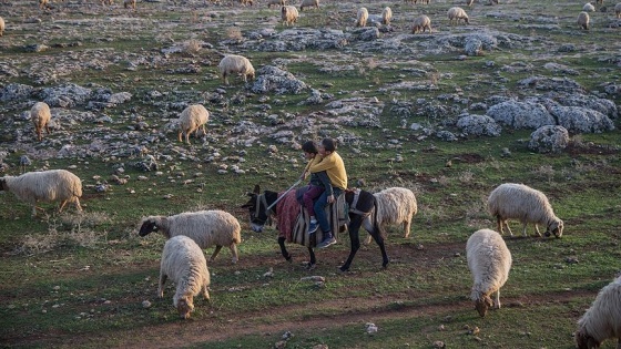 Sonbahar yağışları besicilerin yüzünü güldürdü