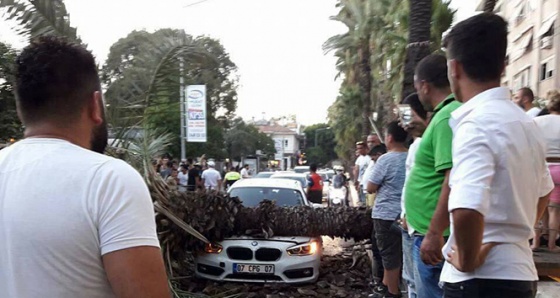 Sosyal medyadan 'devrilecek' diye uyardığı ağaç aracın üstüne düştü