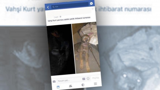 Sosyal medyadan kurt yavrusu satışına ceza verildi