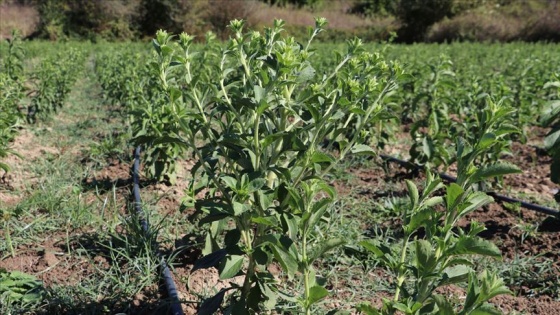 Stevia bitkisi yeni gelir kapısı olacak