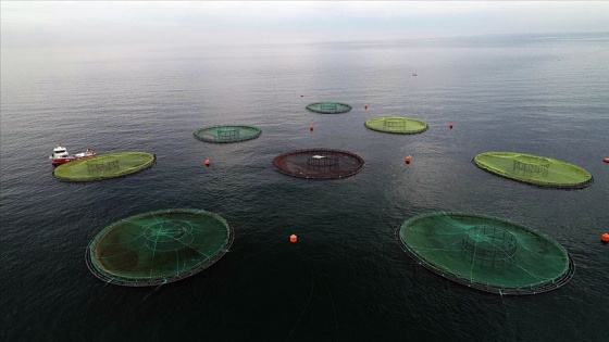 Su ürünleri ihracatının yeni yıldızı: Karadeniz somonu