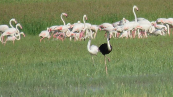 Sultan Sazlığı'nda siyah flamingo görüldü