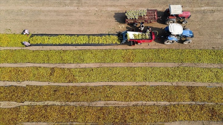 Sultani çekirdeksiz sofralık üzümde ihracat 25 Temmuz'da başlayacak