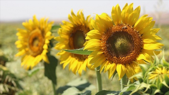 Suruç Ovası'nda alternatif ürün çalışmaları sonuç veriyor