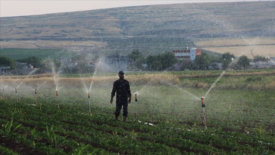 Suruç'ta 'su' tersine göçü sağladı