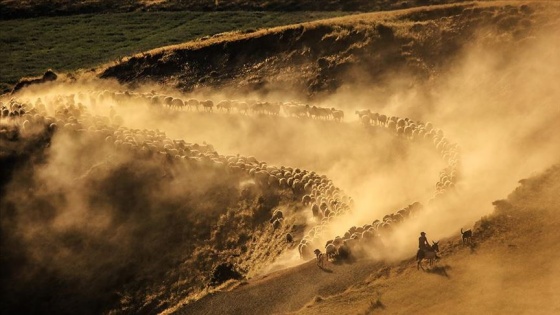 Sürülerin, Nemrut Dağı'na tozlu yolculuğu