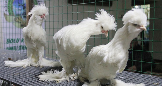 Süs tavukları, ilik kanseri Güler için satıldı