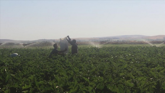 Suyla bereketlenen Suruç Ovası'nda üretim de istihdam da arttı