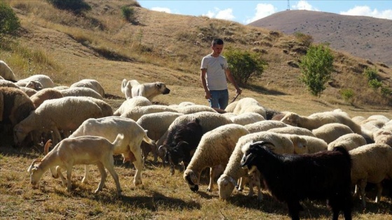 Taksitle aldığı koyunlarla köyüne yerleşti, sürüsünü 5 katına çıkardı