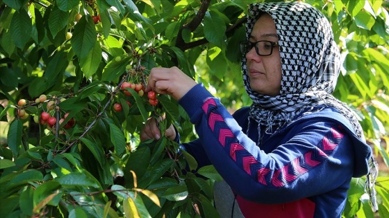 Tanesi 1 liraya satılan erkenci kiraz hediyelik oldu