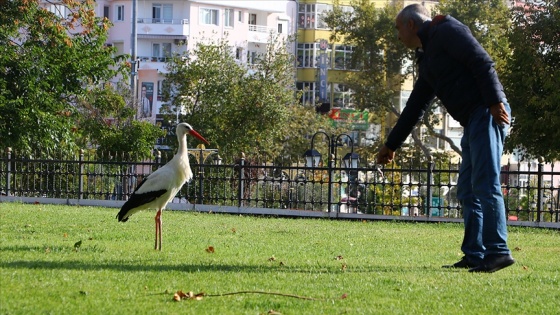 Tarihi çarşının bahçesine konan leylek esnafın maskotu oldu