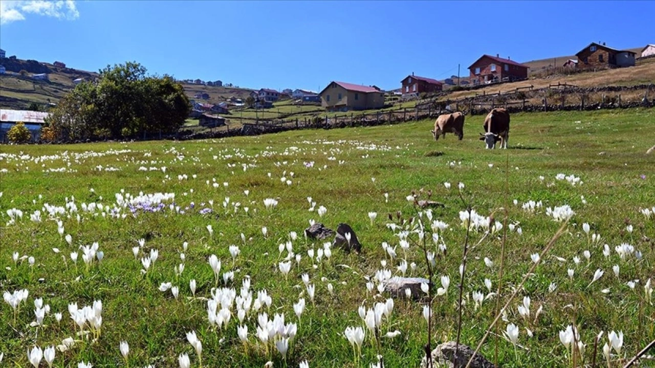 Tarihi kervan yolundaki "Ağaçbaşı Turbalığı"nda sonbahar