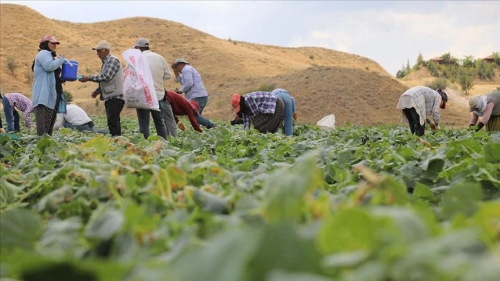 Tarım işçilerinin, coğrafi işaretli Çubuk turşusu için mesaisi başladı