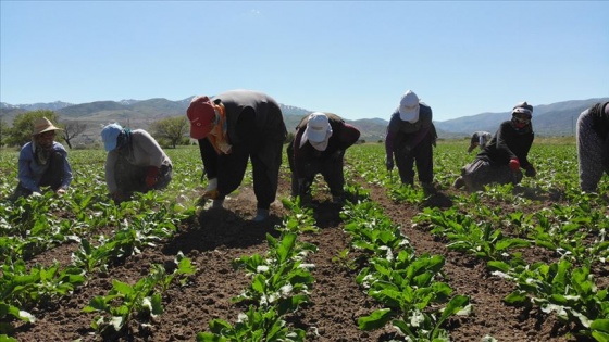 Tarım işçilerinin 'gurbet mesaisi' başladı