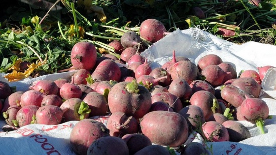 Tarım işçisinin kış aylarındaki ekmek kapısı: Turp