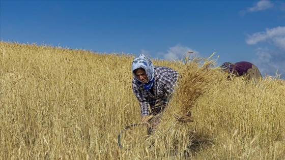 Tarım makinelerinin giremediği tarlaları kadınlar orakla biçiyor