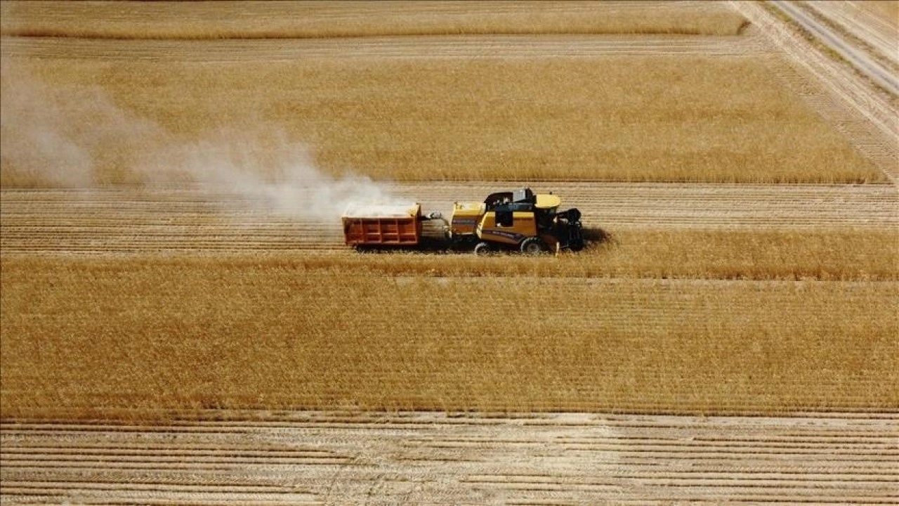 Tarım ÜFE Aralık 2024'te aylık yüzde 0,39 azalırken yıllık bazda yüzde 37,01 arttı