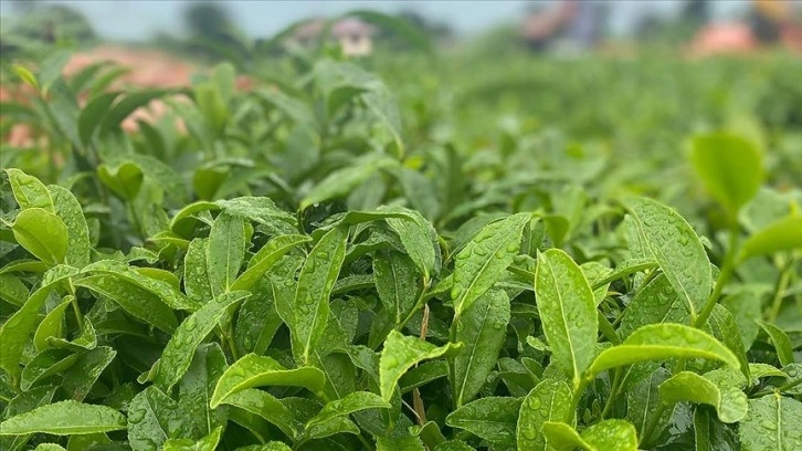 Tarım ve Orman Bakanı Yumaklı'dan "yaş çay alım fiyatı" açıklaması