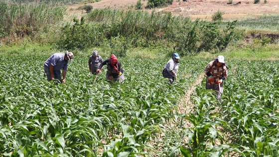 'Tarla mesaisi'ne ramazanda mola yok