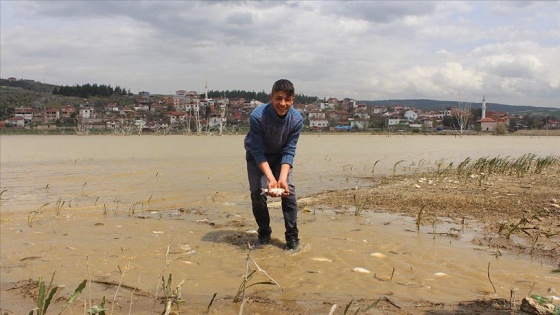 Tarladan balık topladılar