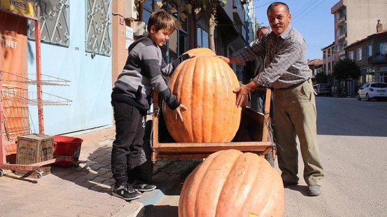 Tarlasında 105 kilogramlık kabak yetiştirdikab