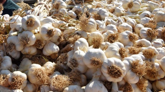 Taşköprü sarımsağı tezgahlardaki yerini aldı