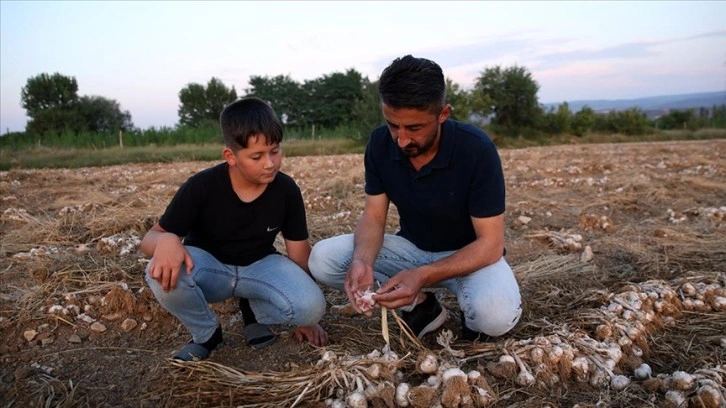 Taşköprü'de "Beyaz altın"ı 24 saat nöbet tutarak koruyorlar