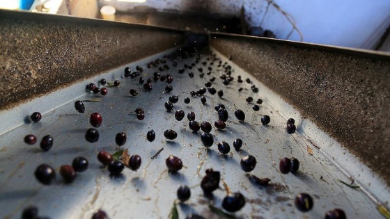 Taşların arasından sızan lezzet 'zeytinyağı'